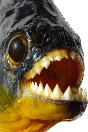 Photo:  Piranha